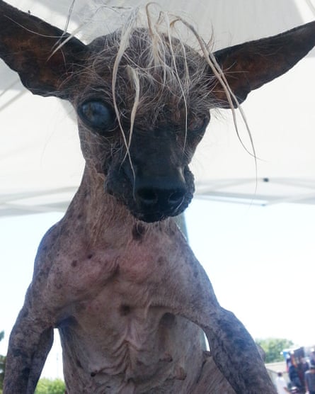Worst in show: how the world’s ugliest dogs get competition ready ...
