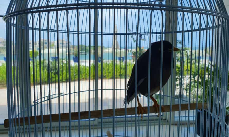 Juji the myna bird is being cared for by Xavier Chatel, the French ambassador to the United Arab Emirates, after a girl fleeing Afghanistan was forced to leave it behind. 