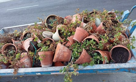 gran cantidad de plantas en maceta desechadas