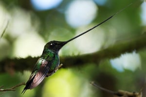 A sword-billed hummingbird at the El Paramuno ecological trail in Bogota, Colombia. A multitude of species of hummingbirds can be found on the hill of Monserrate, a green enclave in the middle of the busy capital city of Bogota.