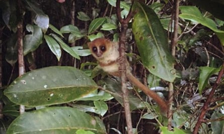 The Jonah’s mouse lemur is on the verge of extinction, despite the fact that its existence was only announced this summer.