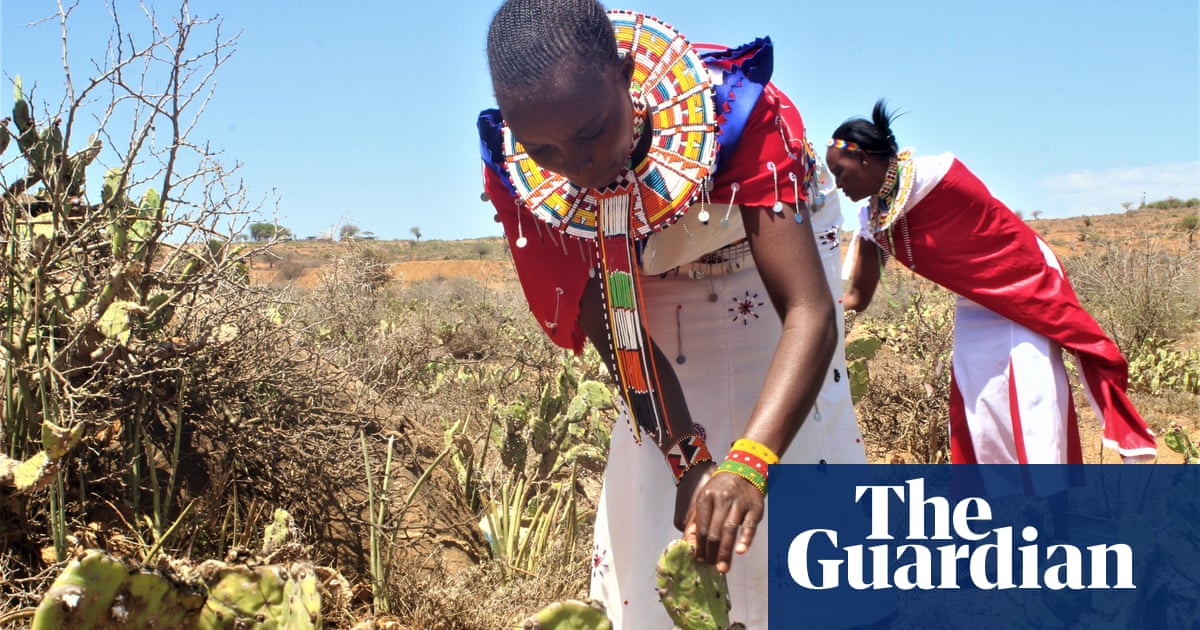 Beetle v killer cactus: Kenyan herders fight to stop a plant destroying their way of life