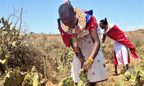 A woman removes invasive cactus plants in Laikipia County, Kenya.