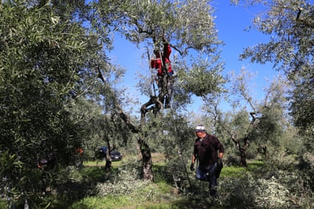 Two men climb an olive tree to prune it