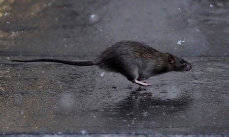 A rat runs across a sidewalk in the snow in the Manhattan borough of New York City.