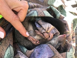 Um Phascogale de cauda escovada, também conhecido como Tuan, encontrado perto de Dalyesford, no centro de Victoria, Austrália. As votações estão em andamento para o disputado Marsupial do ano