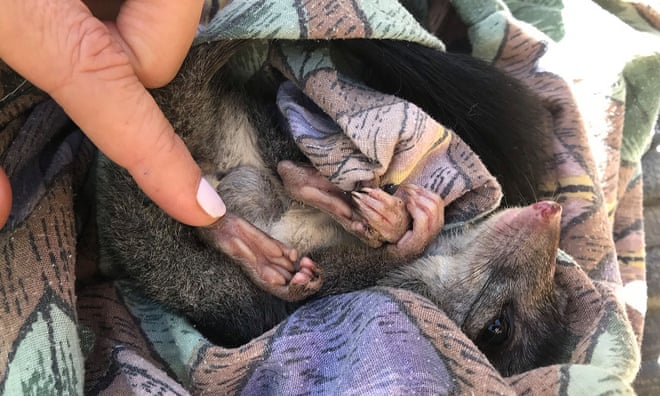 A brush-tailed phascogale.Photograph: AAP Image/Parks Victoria