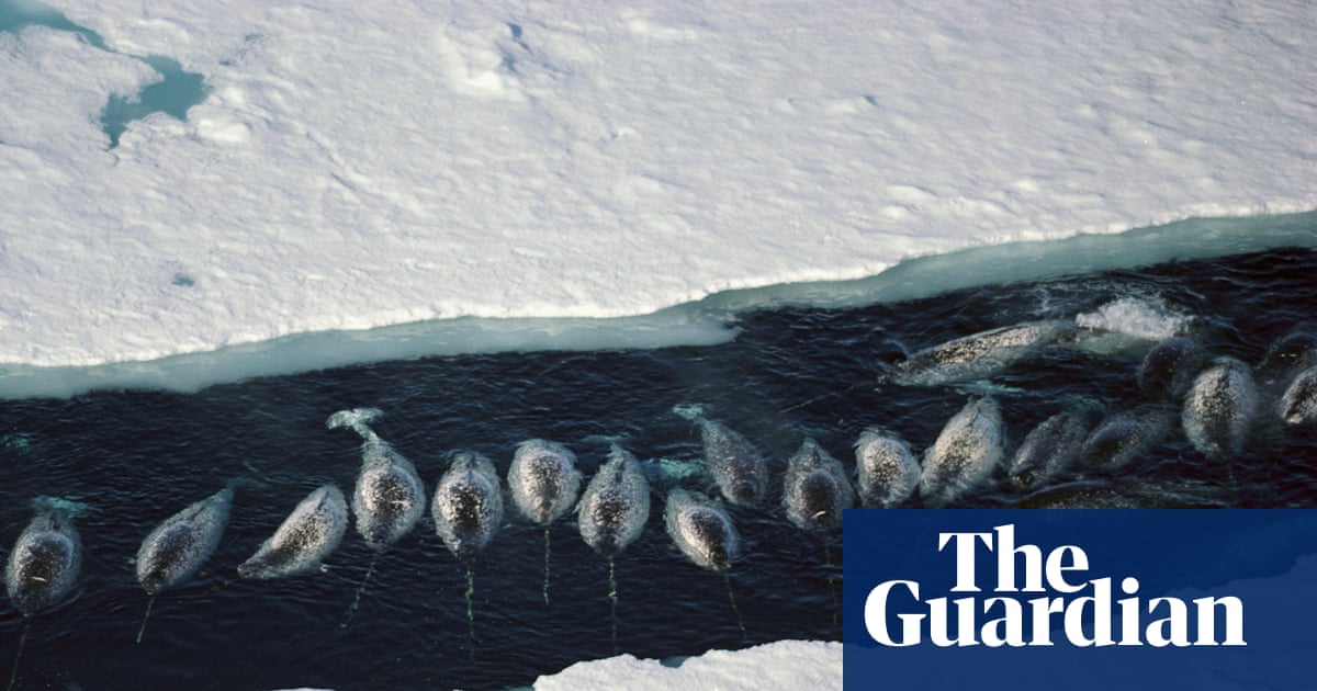 The narwhals stop calling': how the noise from ships is silencing wildlife in the Arctic