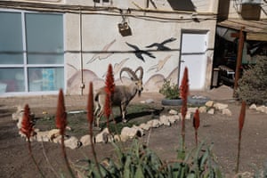 A Nubian ibex in Mitzpe Ramon in a garden