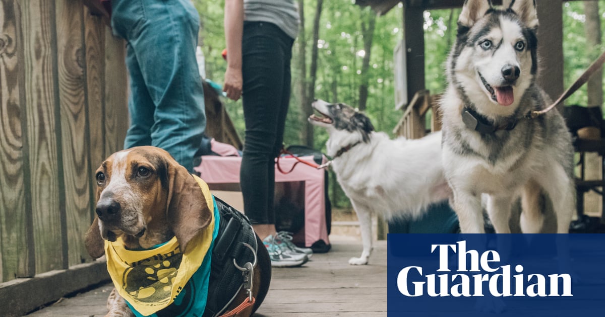 'Totally pawesome': at the three-legged dog convention | Pets