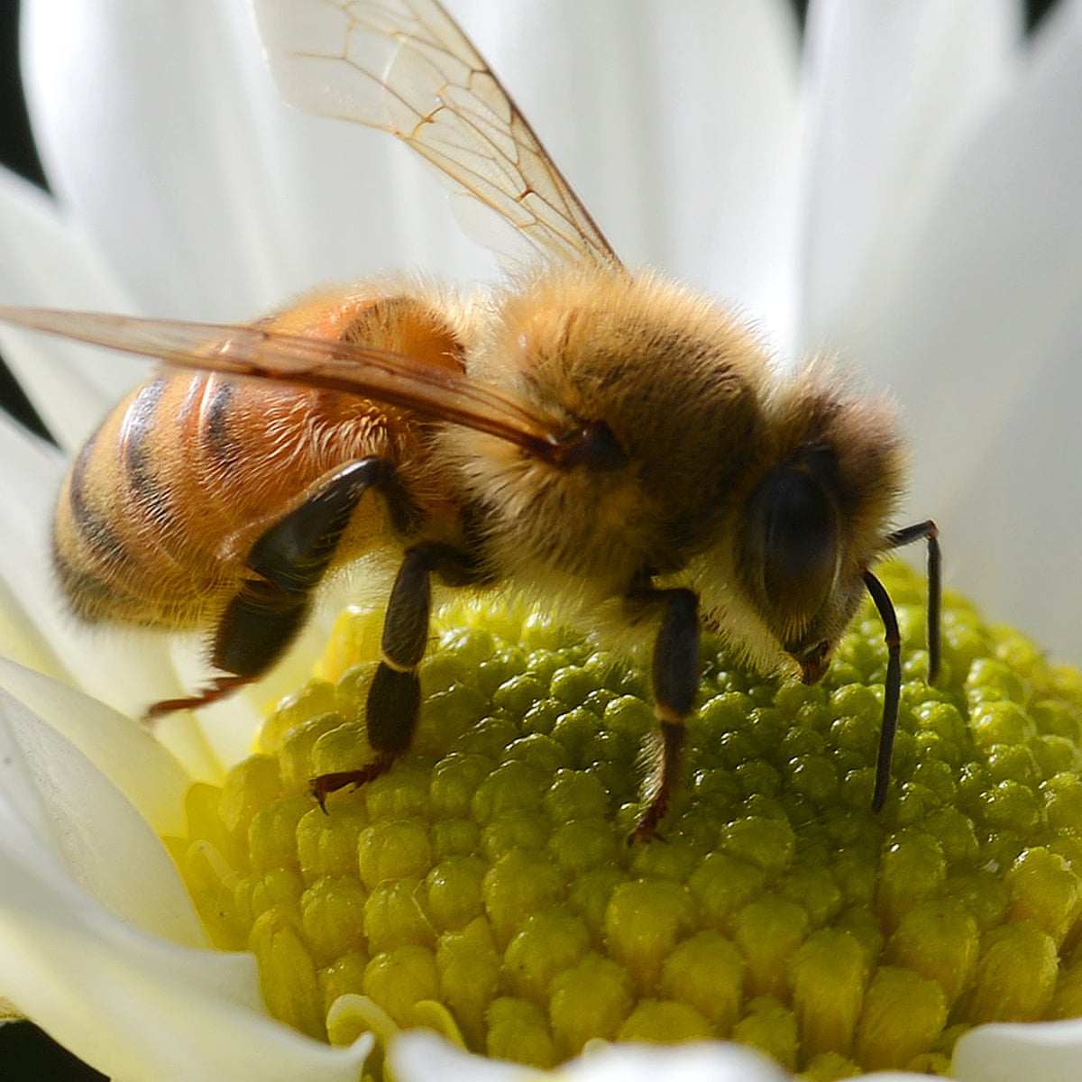 African Bee Venom african-bee-venom