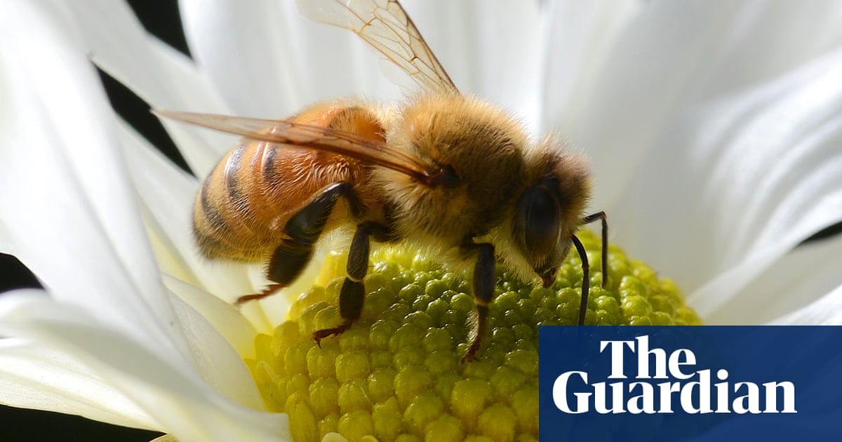 Dolke smugling Jeg har en engelskundervisning Bee sting twice as likely to land Australians in hospital than encounter  with venomous wildlife | Bees | The Guardian