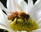 More than 800,000 bees stolen across far north Queensland in ‘sophisticated’ operation