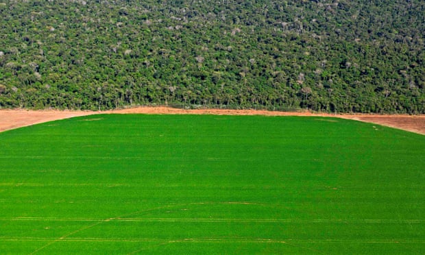 A soya bean field bordering a rainforest reserve close in Mato Grosso state, Brazil. M&amp;S is working with farmers to substitute soya with feed such as rapeseed oil.