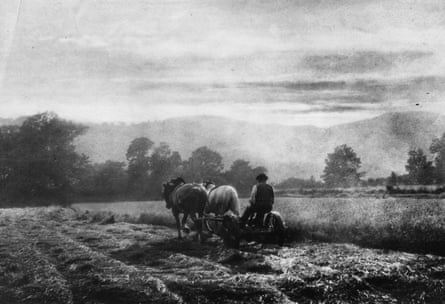 Harvesting in Ambleside in 1905