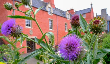 A large house with a pink limewash is seen in the background of a photograph of bright purple flowers.