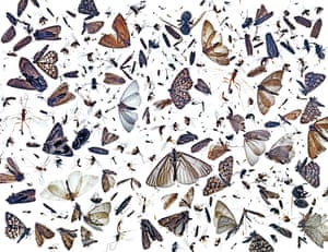 Collection of insects on a light table