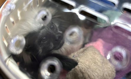 A cotton-top tamarin monkey that was rescued after being found in the luggage of a group of Indian nationals attempting to travel to Mumbai, at Suvarnabhumi International Airport in Bangkok.
