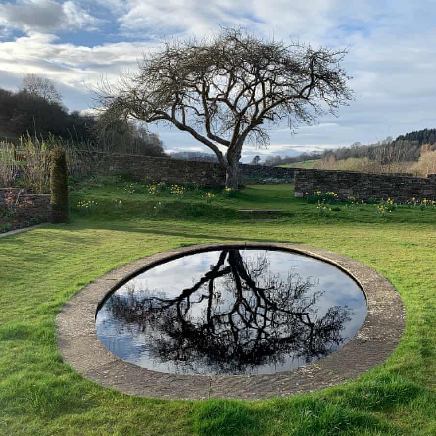 photograph of tree reflected in round pond