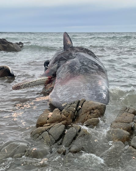 King Island sperm whale stranding