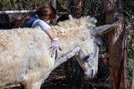 Michelle Hernández, a veterinary student, examines a wound on a white donkey’s side