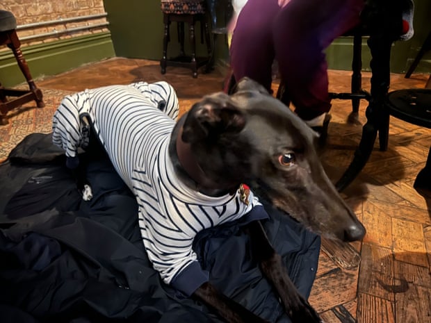 Reggie, a guest canine for the Guardian Thursday quiz