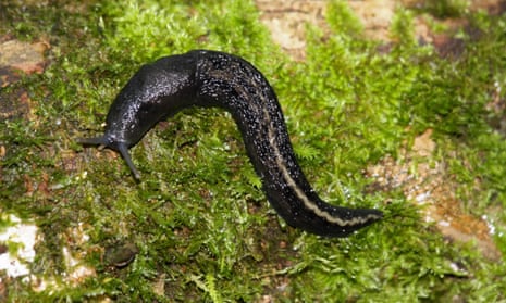 In defence of slugs and moths: the pesky invertebrates Britain loves to hate | Invertebrates | The Guardian