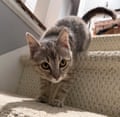 A small kitten climbs down some stairs.
