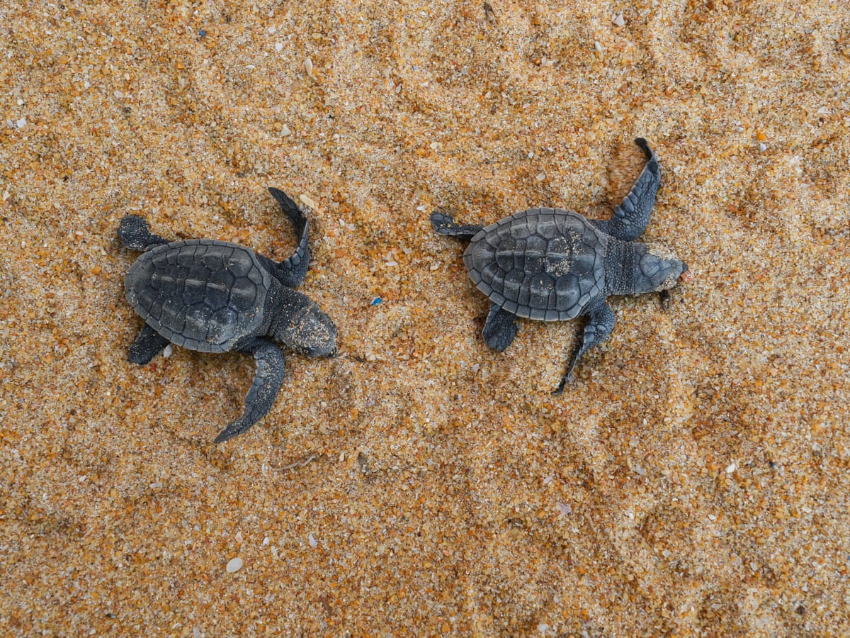 Turtle Running Team Music Shirt Turtle Lover Tee Turtle Running Team Music Shirt Turtle Lover Tee