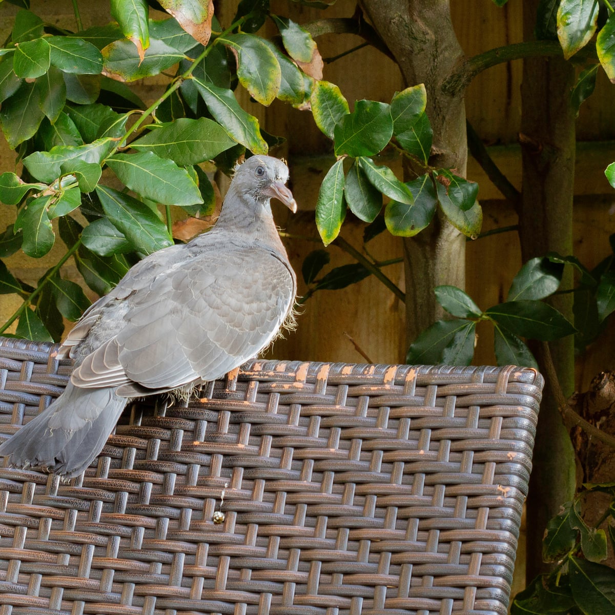 Country Diary A Young Wood Pigeon Learns A Life Lesson Birds The Guardian Country Diary A Young Wood Pigeon Learns A Life Lesson Birds The Guardian