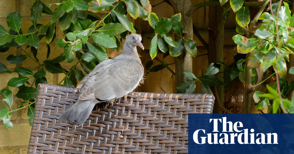 Country diary: a young woodproject pigeon learns a life lesson ...