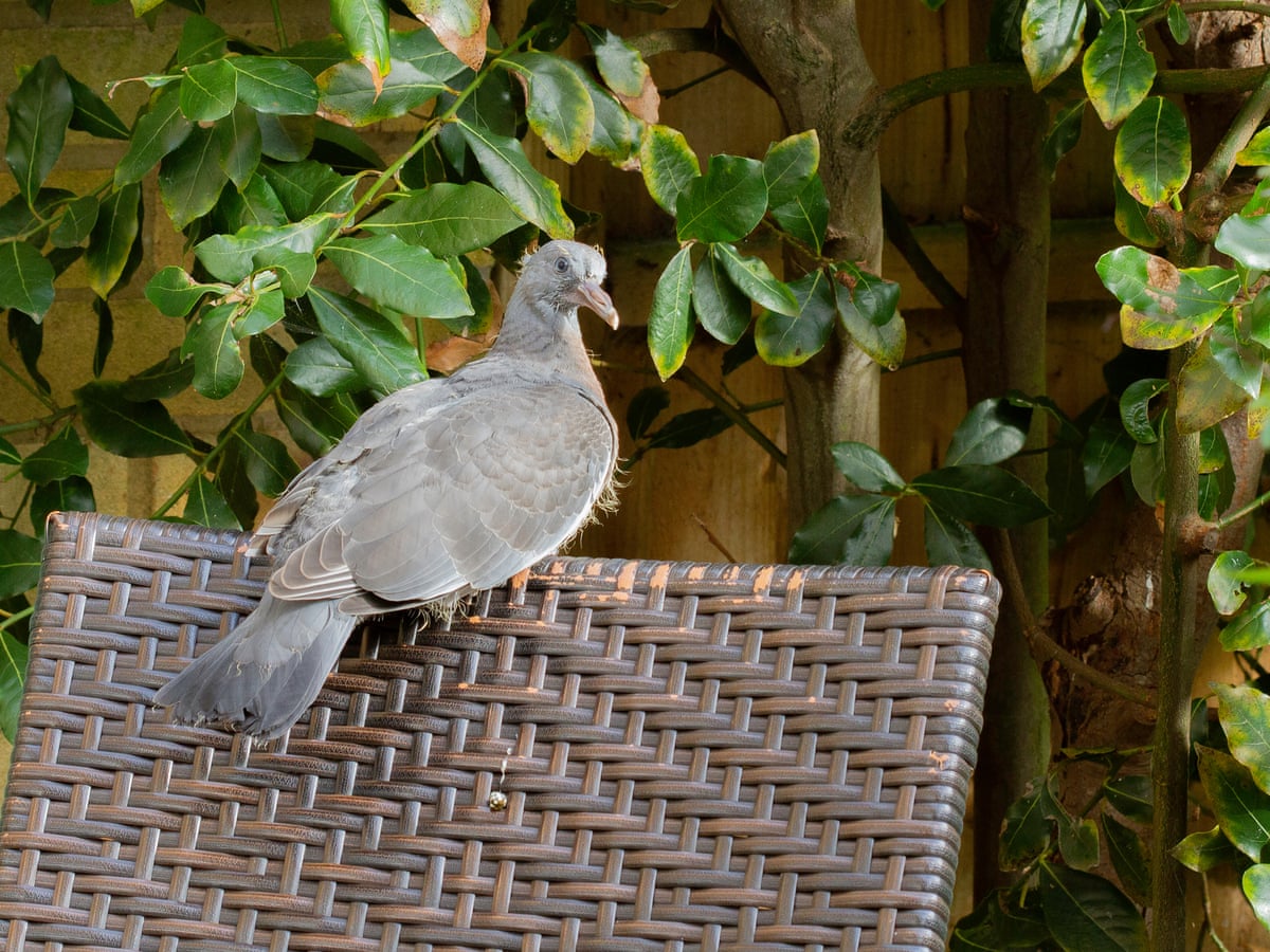 Country Diary A Young Wood Pigeon Learns A Life Lesson Birds The Guardian Country Diary A Young Wood Pigeon Learns A Life Lesson Birds The Guardian