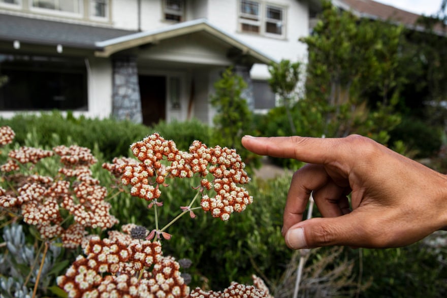 hand points at reddish-brown plant