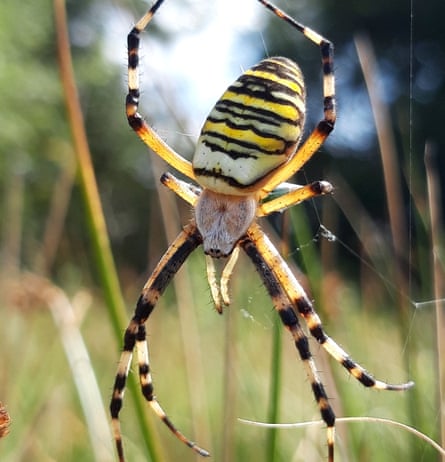 A closeup of a yellow-and-black wasp spider at Chester zoo, with grass in the background.