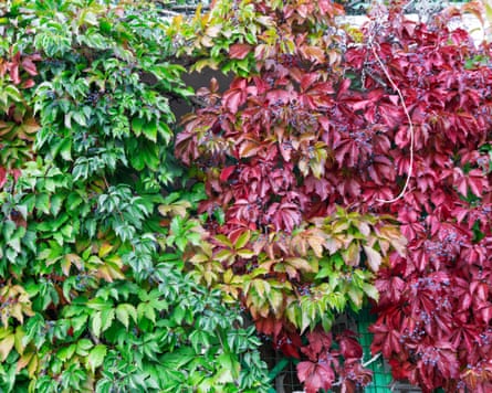 Red and green virginia creeper leaves cover a wall