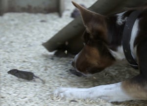 Hank, a working dog turned mouser, chases a mouse on a farm near Tottenham in New South Wales, Australia. 