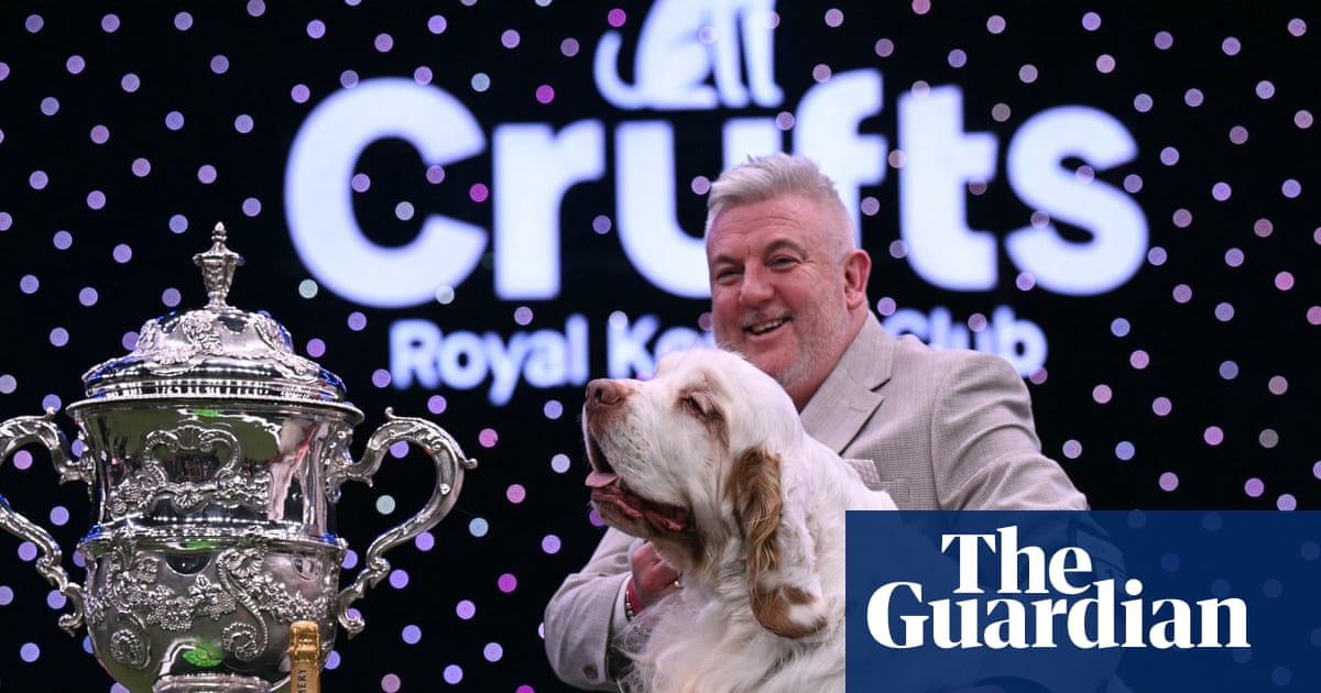 Four-year-old clumber spaniel called Bruin wins best in show at Crufts