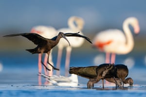 Black-tailed godwits begin preparing for migration with the arrival of autumn in Bursa, Turkey. Using their long beaks, the birds skillfully extract prey such as worms, insect larvae, and small crustaceans. As they prepare to migrate to the countries where they will spend the winter, this feeding period is crucial for providing the energy needed to cover long distances