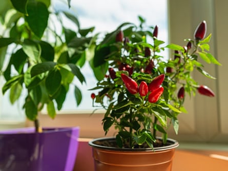 Potted hot chili pepper in a bright sunlight on the windowsill. 