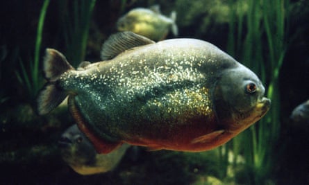 Theodore Roosevelt called piranhas ‘the most ferocious fish in the world’.