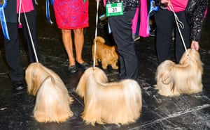 Dogs on leads at Crufts dog show 2019