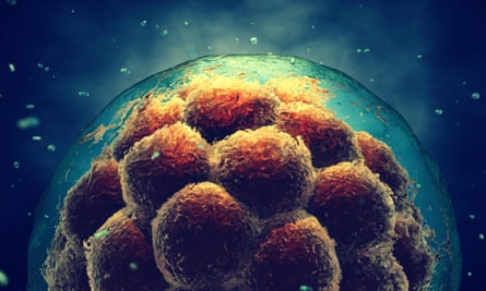 An early-stage embryo made up of non-specialised stem cells.