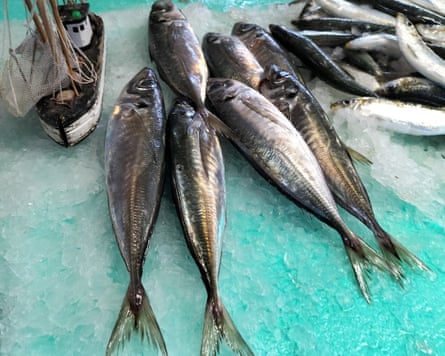 Dead fish lie on ice next to a model boat