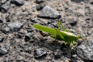 A grasshopper on the tarmac at Melsbroek military airport in Belgium