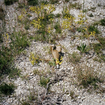 A piece of broken piece of metal on chalky ground among yellow wild flowers