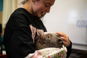 Lara Hunt looks after a rescued baby wombat.