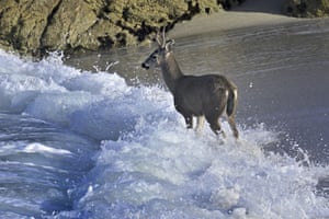 A young buck takes a dip in the Pacific Ocean, California, US