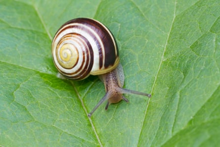A brown-lipped snail