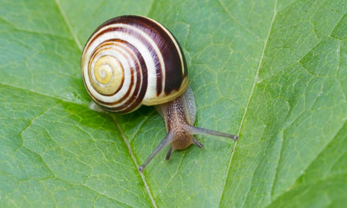 Poem Of The Week To A Snail By Marianne Moore Poetry The Guardian