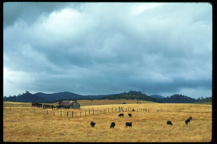 a wide open field with cows feeding on grass